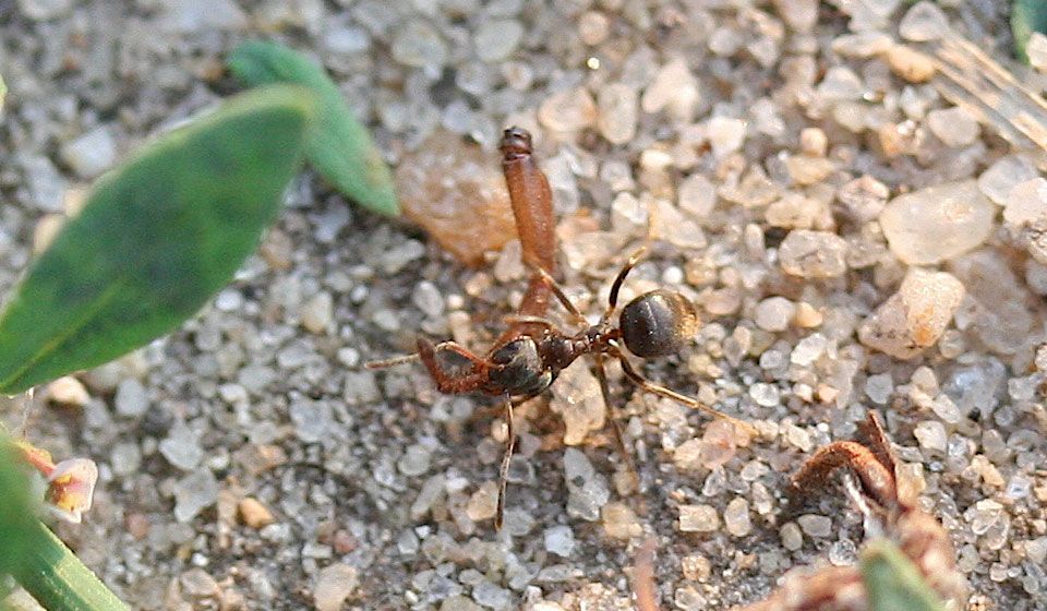 Ants - Aerobeam Professional Pest Management