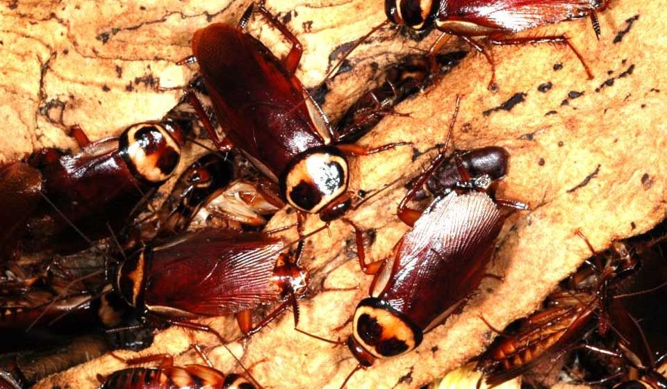 Australian Cockroach 