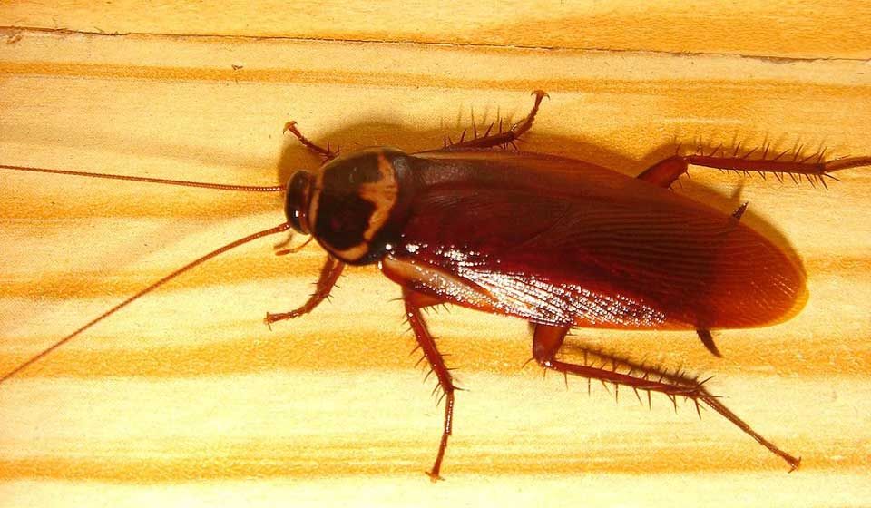 Australian Cockroach 