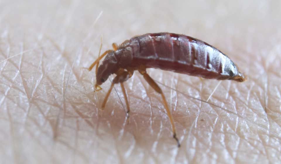 Bed Bugs - Aerobeam Professional Pest Management